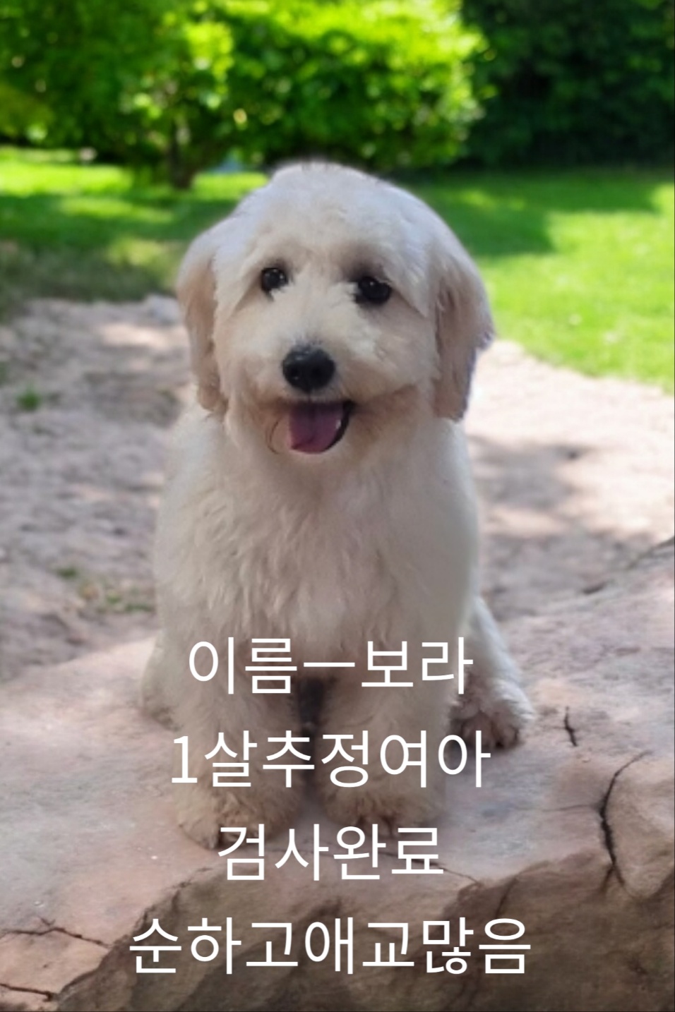 말티푸처럼보임 이미지 파일 입니다.
